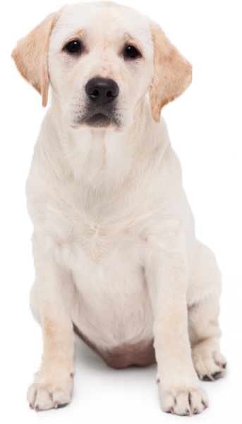 PHẠM NGỌC TUẤN KIỆT